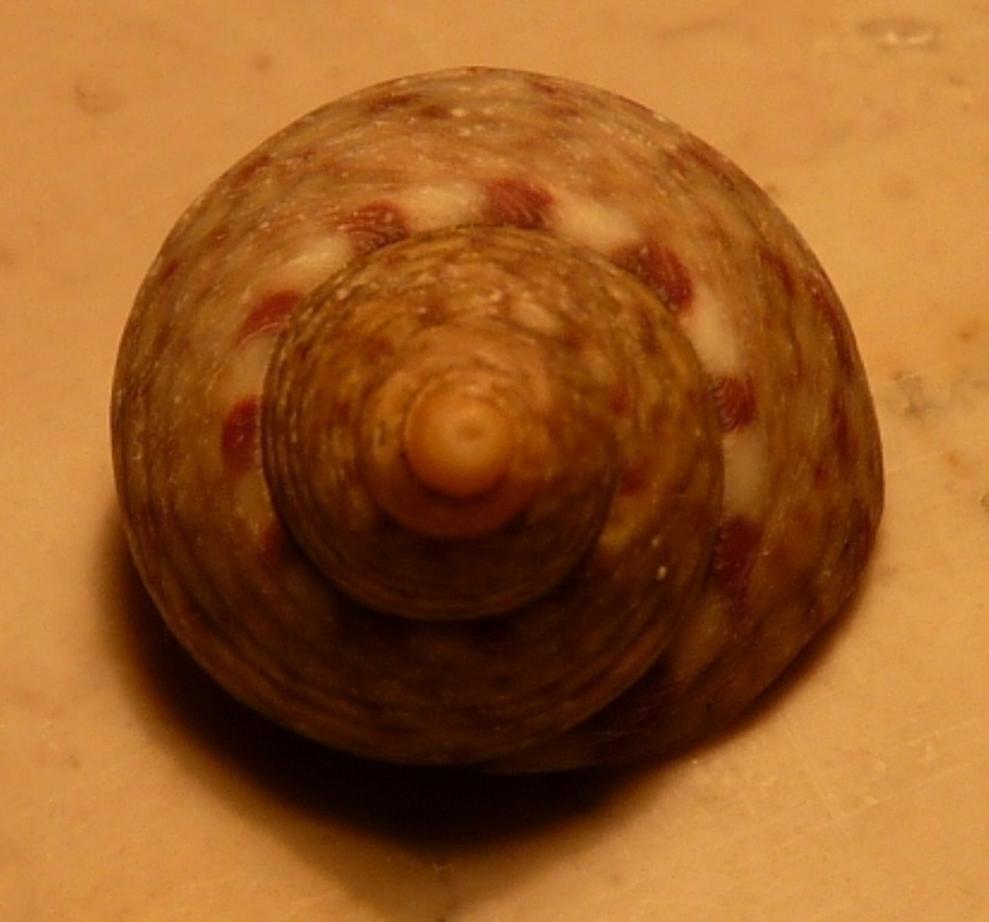 Trochidae Osilinus articulatus ?
